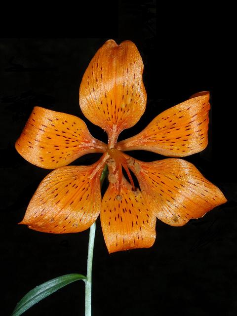 Nuova stazione di Lilium bulbiferum croceum in Astigiano